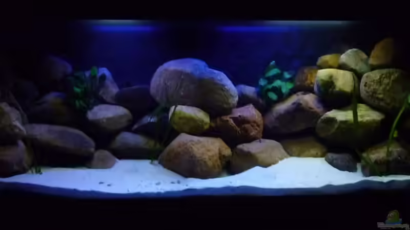 Tropendämmerung von Yellow Man (6)