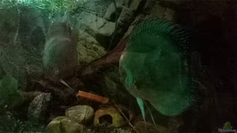 Tropenholz Steine aus einem nahe gelgenem Steinbruch von Lars Ascher (36)