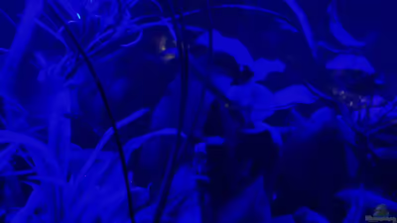 Tropennacht  (22.02.2018) von Reiner Dr. Med. Jesse (7)