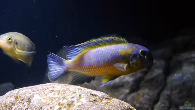 Trophées mauve yellow WF von Jan Steger (20)