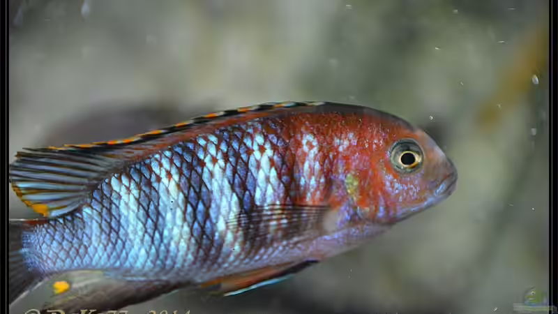 Einrichtungsbeispiele mit Tropheops