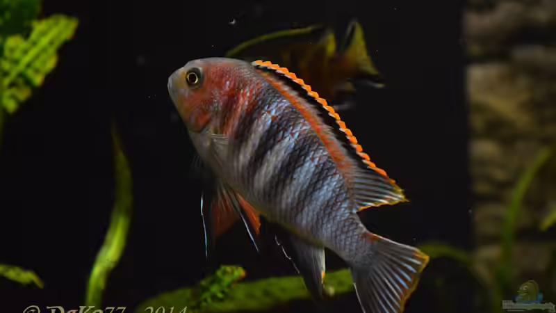 Tropheops chilumba zweites Männchen von DaKo77 (33)