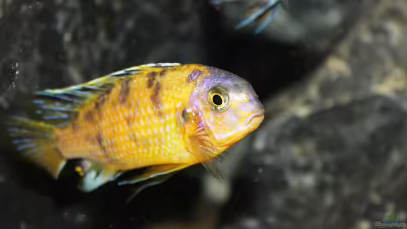 Tropheops sp. ´Black´ Makonde MC male von SvenV.90 (23)