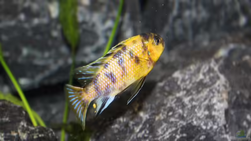 Tropheops sp. ´Black´ Makonde MC male von SvenV.90 (26)