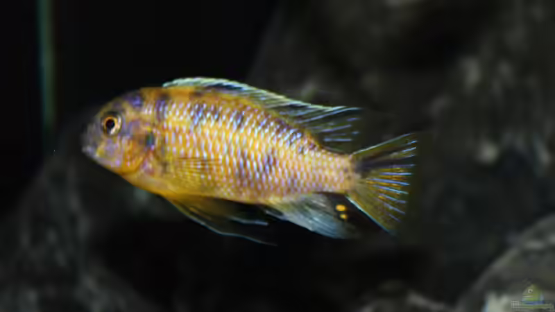 Tropheops sp. black im Aquarium halten (Einrichtungsbeispiele für Tropheops sp. black)