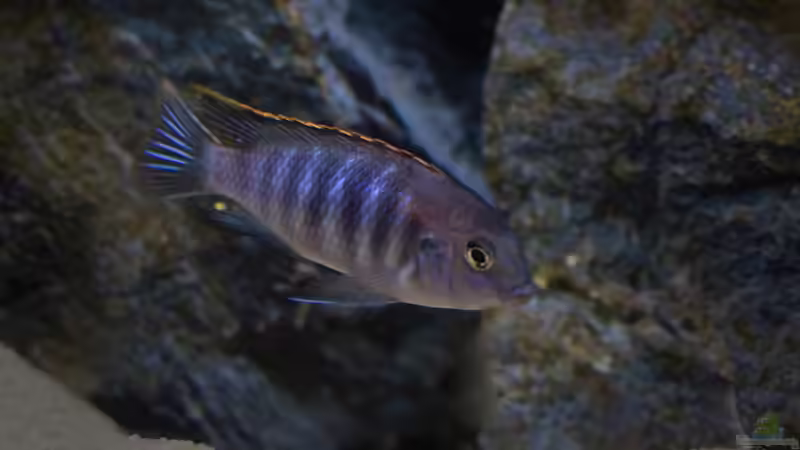 Einrichtungsbeispiele für Tropheops sp. Chilumba