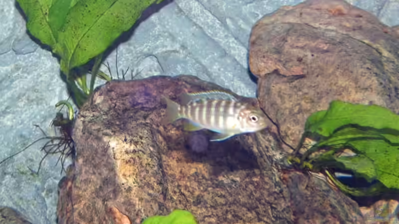 Tropheops X von Antje Raasch (18)