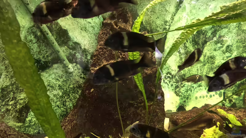 Tropheus, Julidochromis, Neolamprologus und die Temperatur