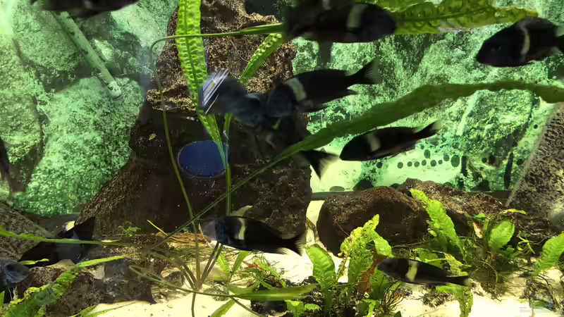 Tropheus, Julidochromis, Neolamprologus und die Temperatur