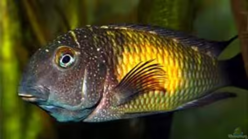 Einrichtungsbeispiele für die Haltung von Tropheus moorii "Mpulungu" im Aquarium