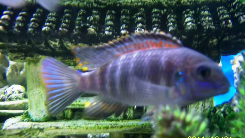 Tropheus .sp. chilumba von 47 Malawi (18)