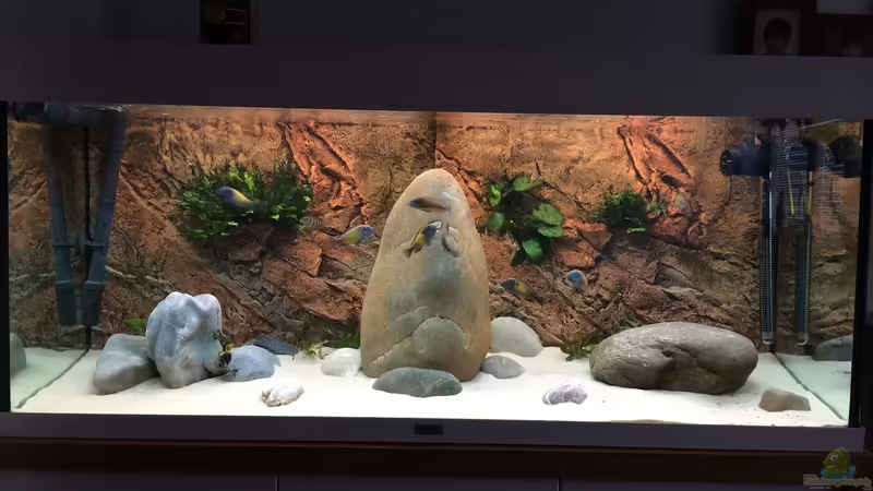 Tropheus-Becken  von JensK (1)