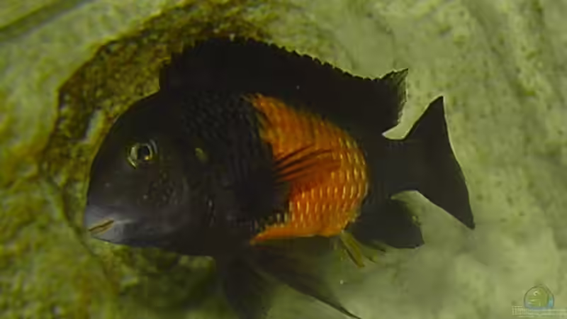 Tropheus Bemba Bock (´Der Chef) von Enrico Pinkert (10)