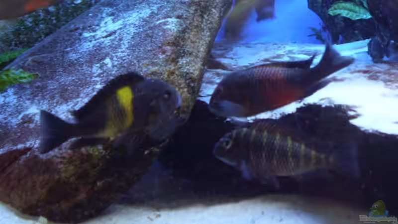 Tropheus bemba orange,rot und Kachese von Niklot (8)