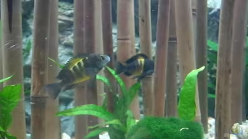 Tropheus bemba von Rene Wiedemann (23)