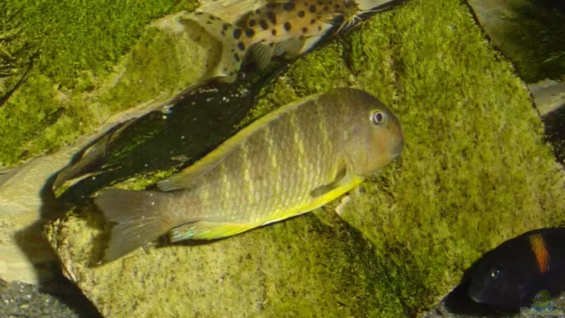 Tropheus brichardi Ujiji und Synodontis petricola von Tom (15)