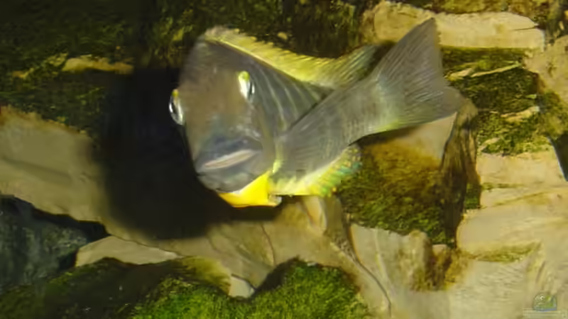 Tropheus brichardi Ujiji von Tom (16)