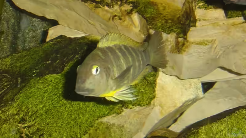 Tropheus brichardi Ujiji von Tom (18)
