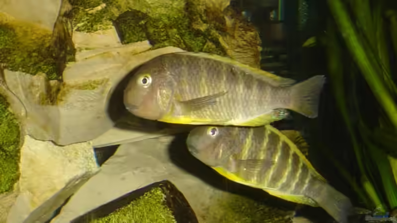 Tropheus brichardi Ujiji von Tom (19)