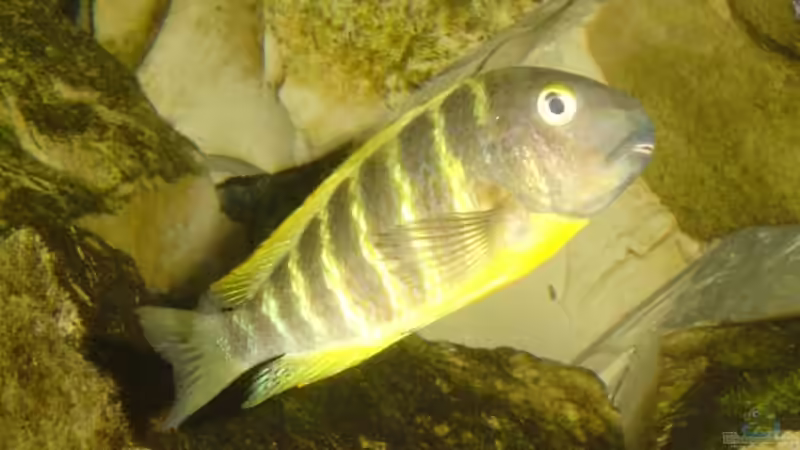 Einrichtungsbeispiele für die Haltung von Tropheus brichardi "Ujiji" im Aquarium