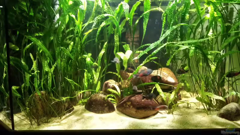 Einrichtungsbeispiele für die Haltung von Tropheus moorii "Bulu Point" im Aquarium