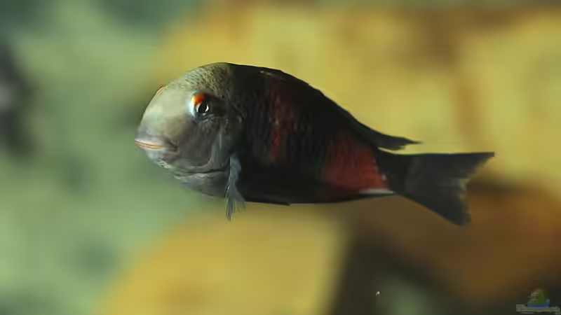 Tropheus bulu point von Cichlidenland (20)