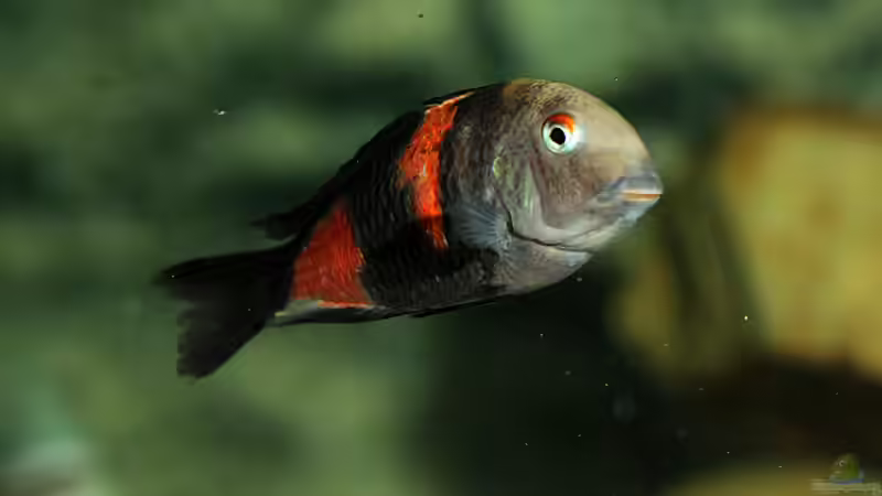 Einrichtungsbeispiele für die Haltung von Tropheus moorii "Bulu Point" im Aquarium