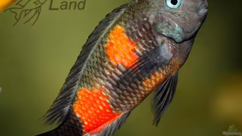 Einrichtungsbeispiele für die Haltung von Tropheus moorii "Bulu Point" im Aquarium