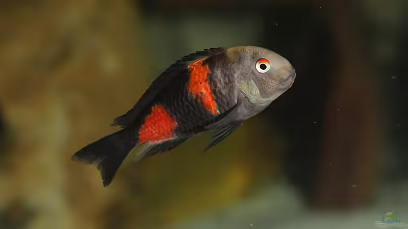 Einrichtungsbeispiele für die Haltung von Tropheus moorii "Bulu Point" im Aquarium