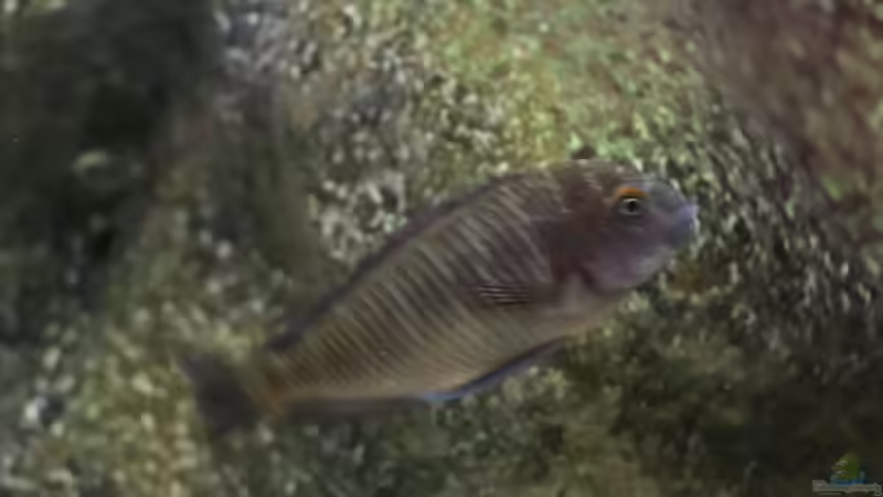 Tropheus chaitika (Blue Rainbow) von Tom (3)