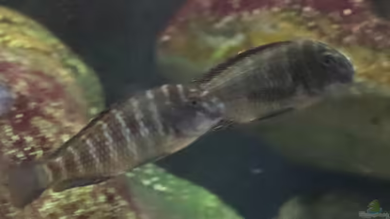Tropheus chaitika (Blue Rainbow) von Tom (5)