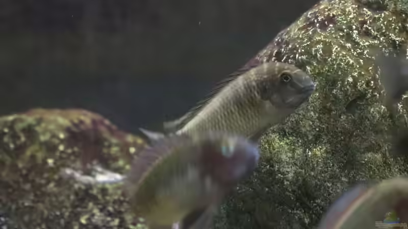 Einrichtungsbeispiele für die Haltung von Tropheus moorii "Chaitika" im Aquarium