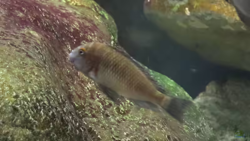 Einrichtungsbeispiele für die Haltung von Tropheus moorii "Chaitika" im Aquarium