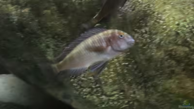 Einrichtungsbeispiele für die Haltung von Tropheus moorii "Chaitika" im Aquarium