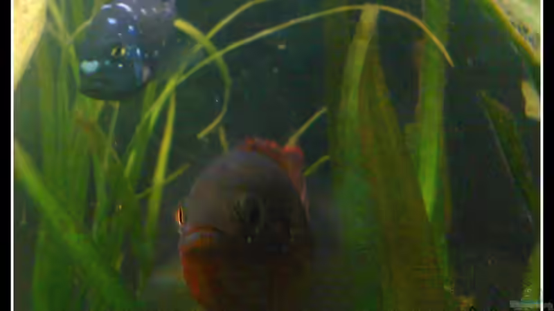 Tropheus duboisi & Hemichromis lifallili von mariajudyta (40)