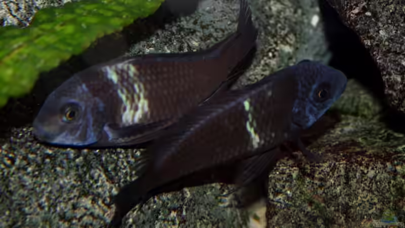 Tropheus duboisi maswa - beim Ablaichen von Pütti (23)