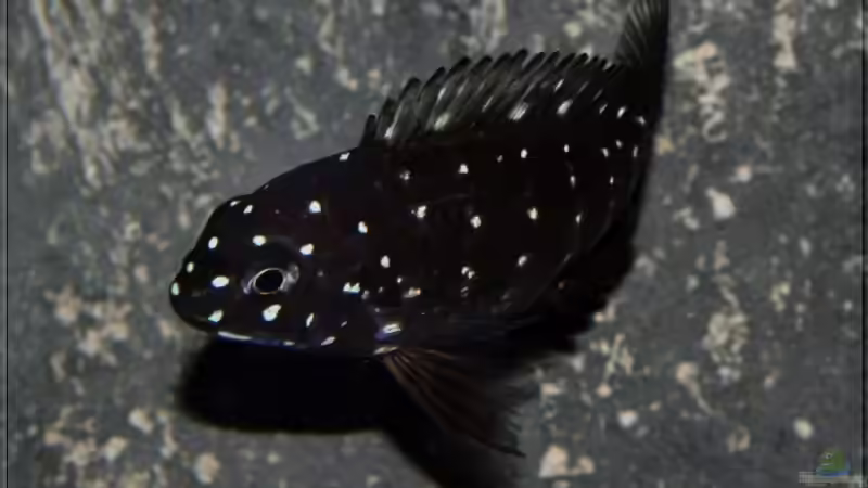 Tropheus duboisi maswa - juvenil von Pütti (15)