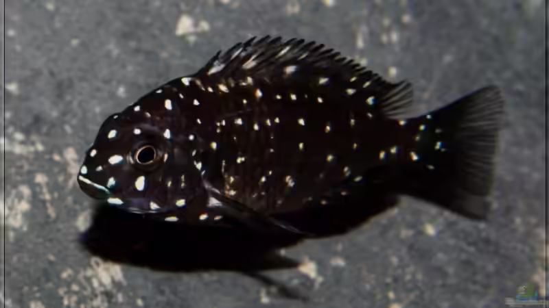 Aquarien mit Tropheus duboisi (Brabantbuntbarsch)