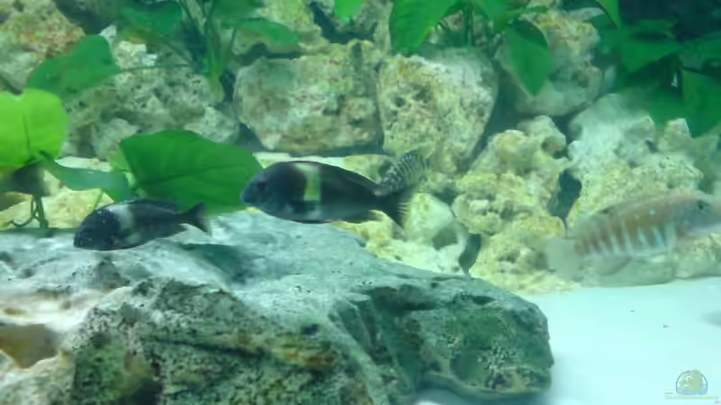 Tropheus duboisi maswa  von Daniel Mechsner (9)