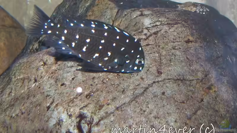 Tropheus Duboisi Maswa  von martin4ever (29)