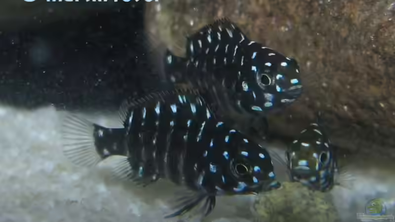 Tropheus Duboisi Maswa F2 juveline von martin4ever (33)