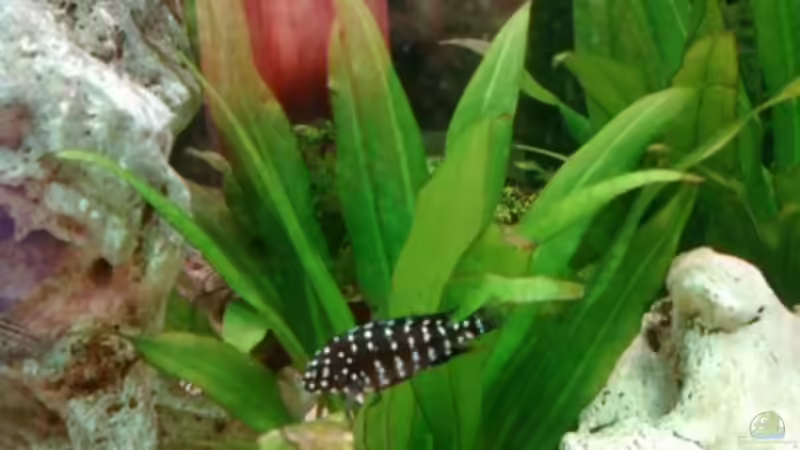 Aquarien mit Tropheus duboisi (Brabantbuntbarsch)
