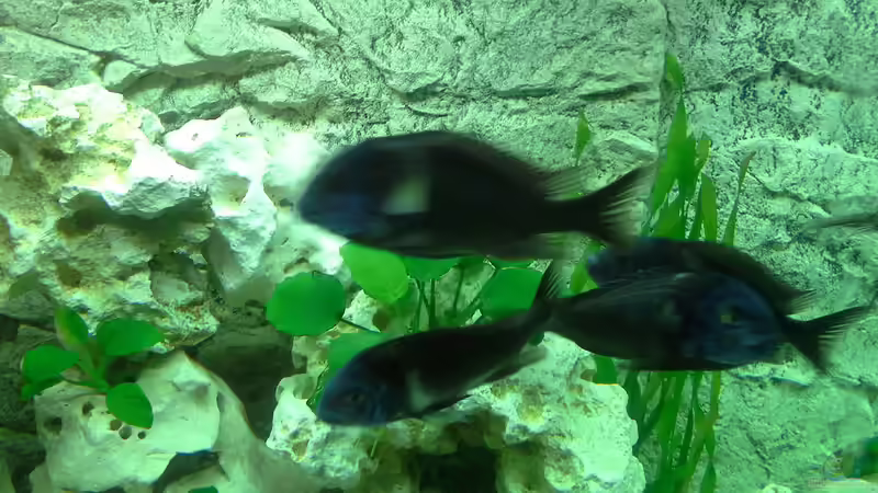 Tropheus Duboisi Maswa von AndreLeipzig (29)