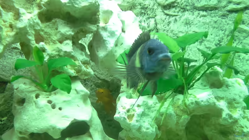 Tropheus Duboisi Maswa von AndreLeipzig (31)