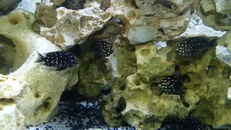 Tropheus Duboisi Maswa von baumringzaehler (12)