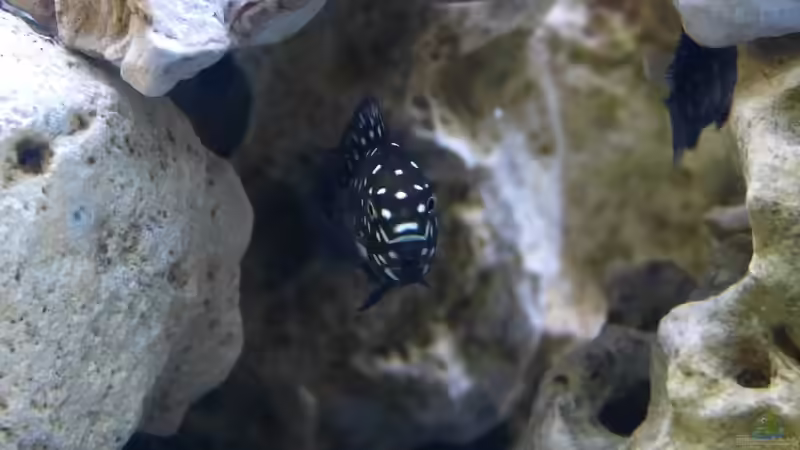 Tropheus Duboisi Maswa von baumringzaehler (13)