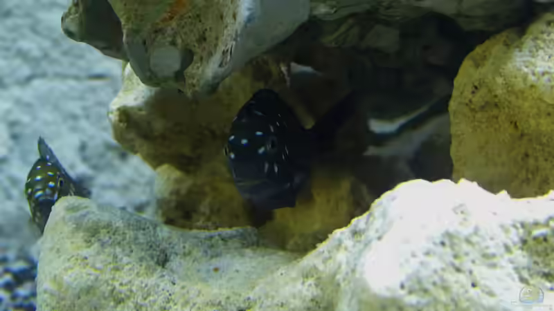 Tropheus Duboisi Maswa von baumringzaehler (16)