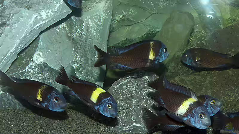 Tropheus Duboisi Maswa von baumringzaehler (31)