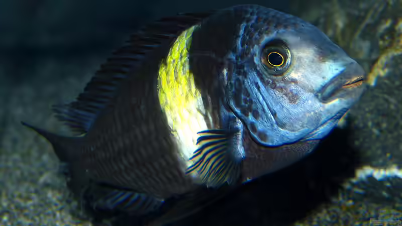 Tropheus Duboisi Maswa von baumringzaehler (32)