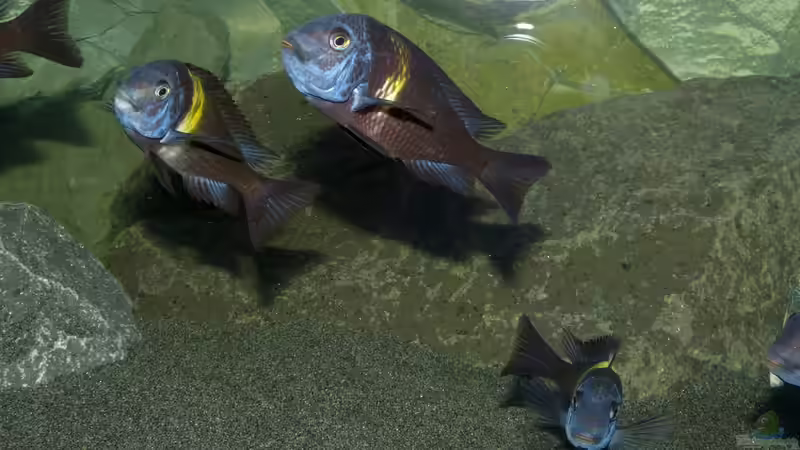 Tropheus Duboisi Maswa von baumringzaehler (33)